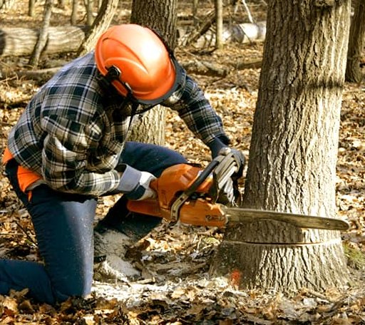 Tree Removal in Ralston, OK